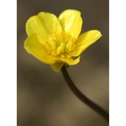 ranunculus angulatus c. presl