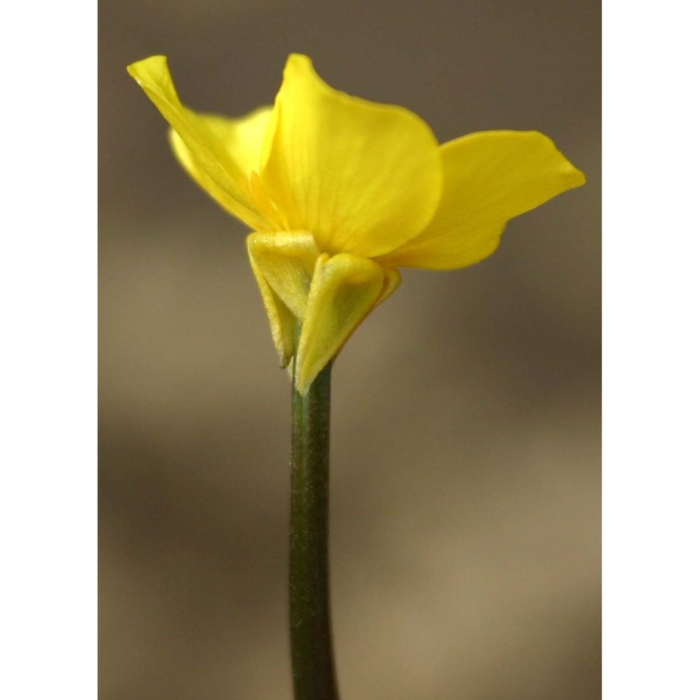 ranunculus angulatus c. presl