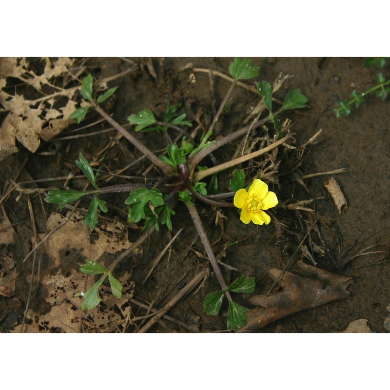 ranunculus angulatus c. presl