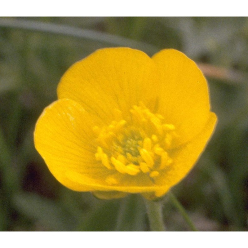 ranunculus apenninus (chiov.) pignatti