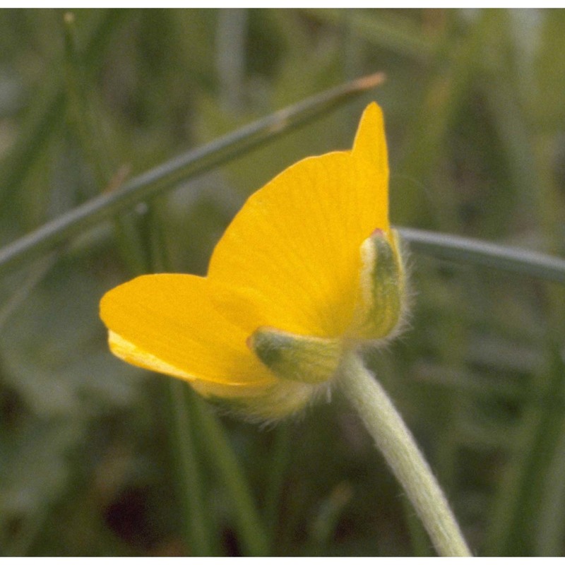 ranunculus apenninus (chiov.) pignatti