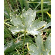 ranunculus apenninus (chiov.) pignatti