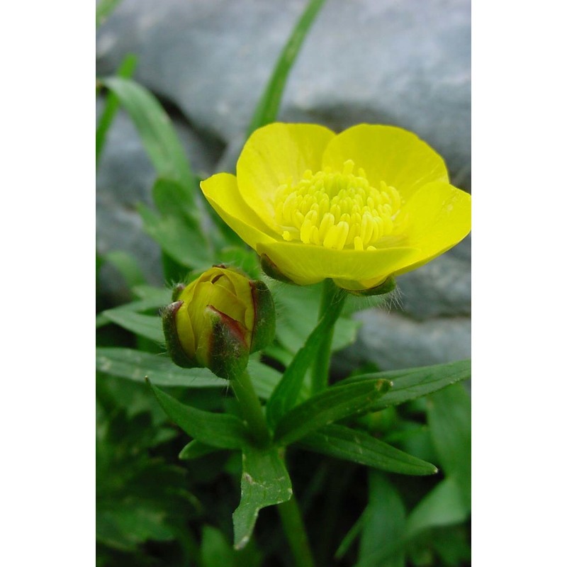 ranunculus apenninus (chiov.) pignatti