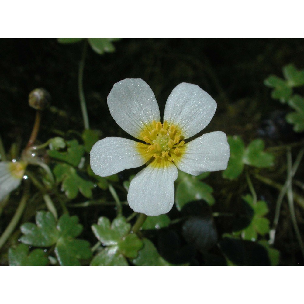 ranunculus aquatilis l.