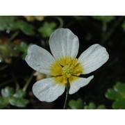 ranunculus aquatilis l.