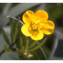 ranunculus arvensis l.