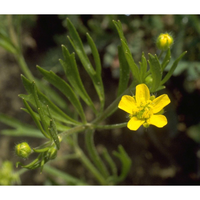 ranunculus arvensis l.