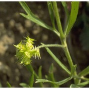 ranunculus arvensis l.