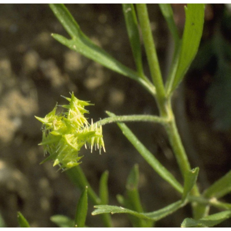 ranunculus arvensis l.