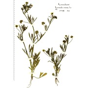 ranunculus arvensis l.