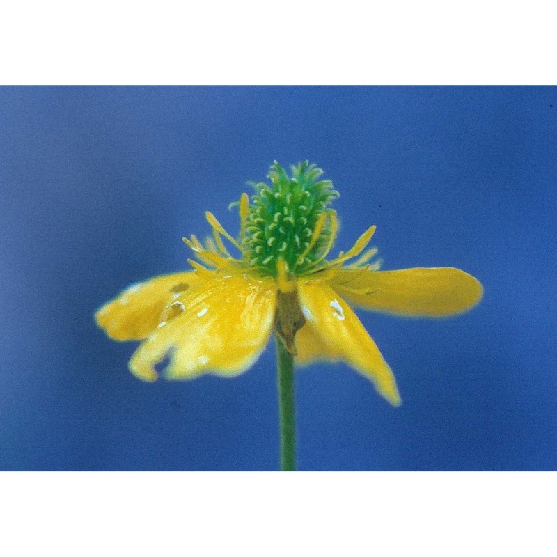 ranunculus aspromontanus huter