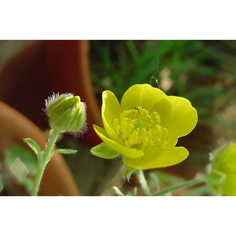 ranunculus aspromontanus huter