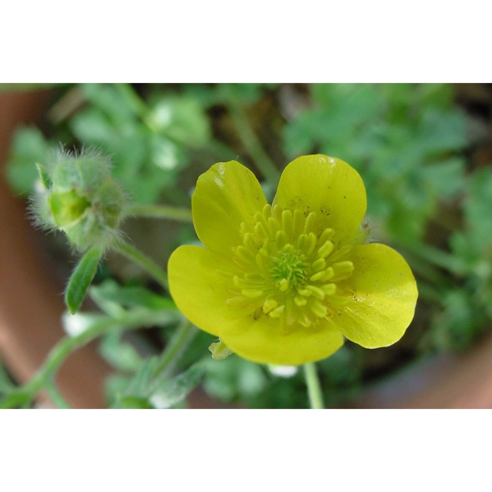 ranunculus aspromontanus huter