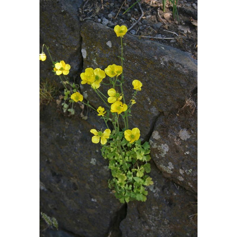 ranunculus aspromontanus huter