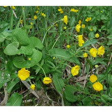 ranunculus cassubicifolius w. koch