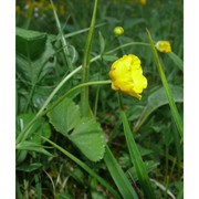 ranunculus cassubicifolius w. koch