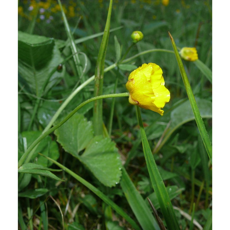 ranunculus cassubicifolius w. koch