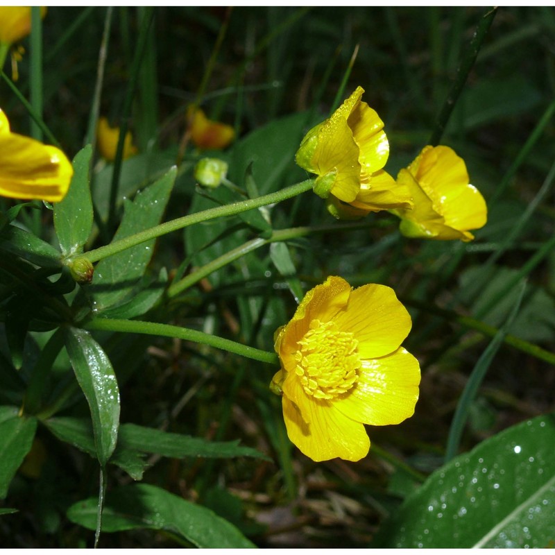 ranunculus cassubicifolius w. koch