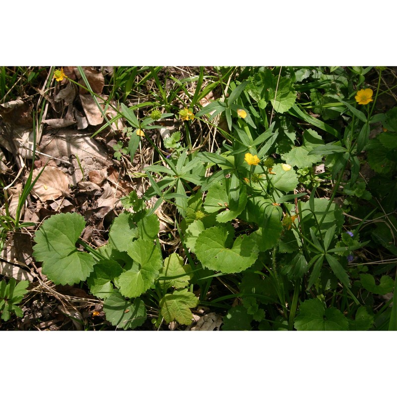 ranunculus cassubicifolius w. koch