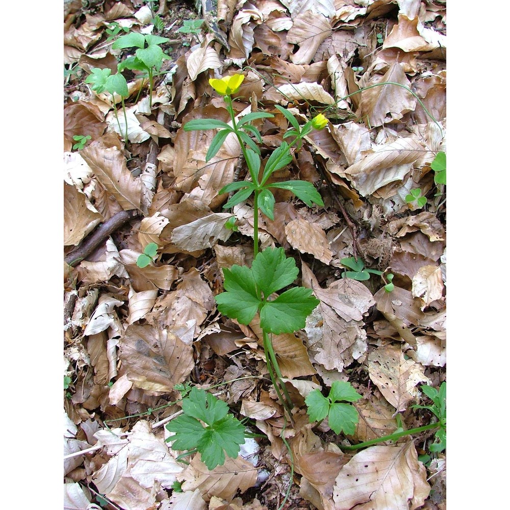 ranunculus baldensis dunkel