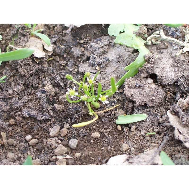 ranunculus batrachioides pomel