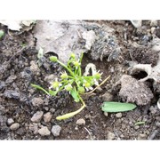 ranunculus batrachioides pomel