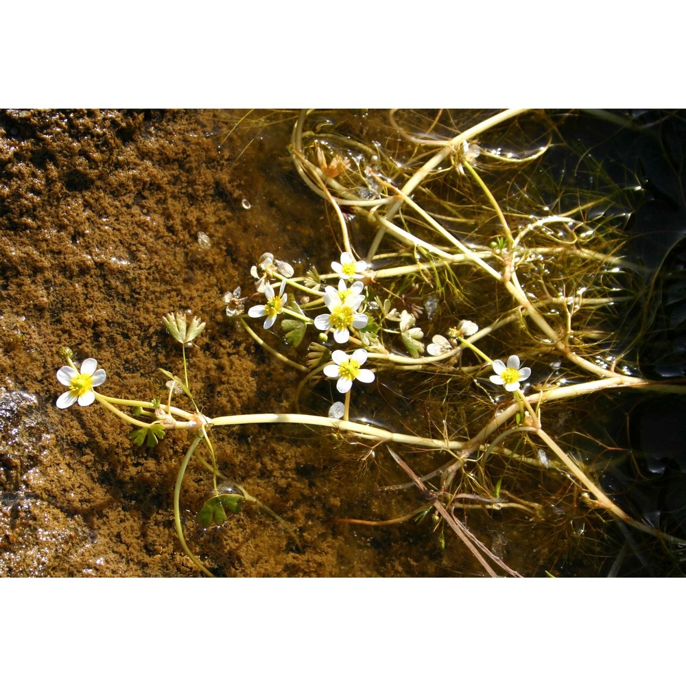 ranunculus baudotii godr.