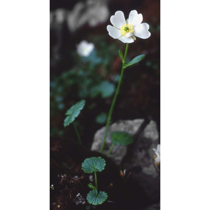 ranunculus bilobus bertol.