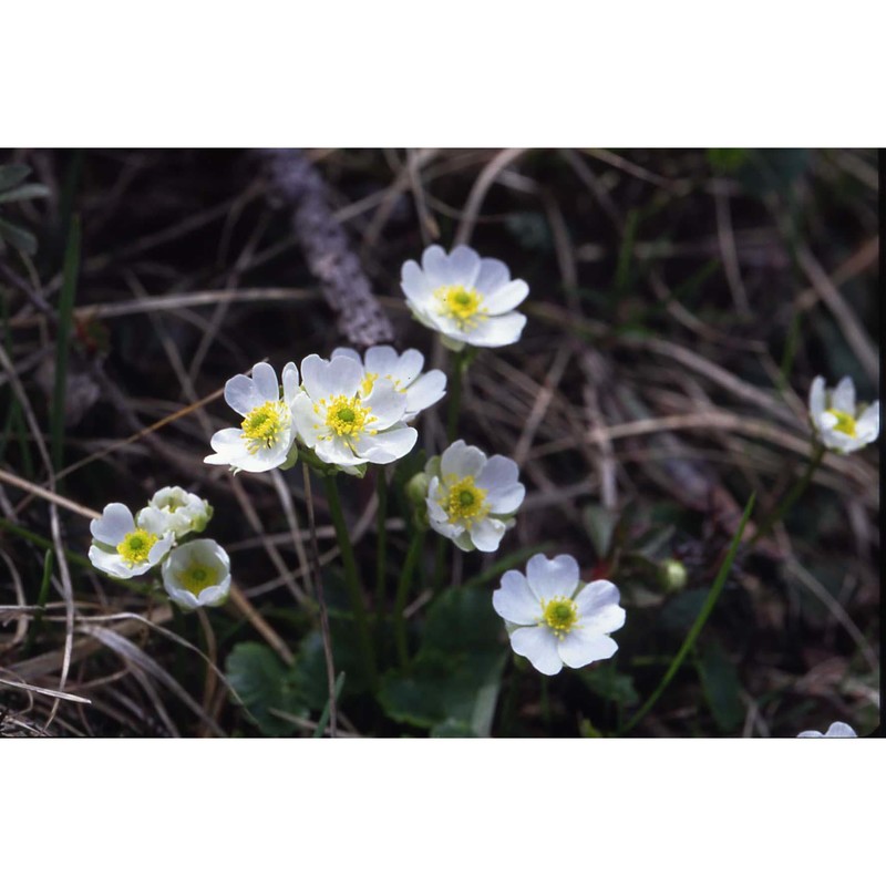 ranunculus bilobus bertol.