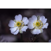 ranunculus bilobus bertol.