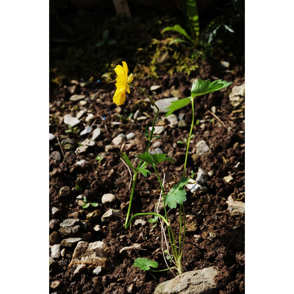 ranunculus boreoapenninus pignatti