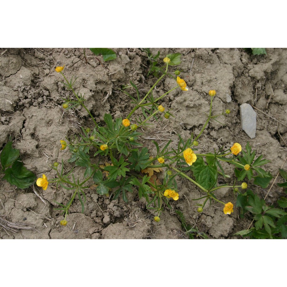 ranunculus boreoapenninus pignatti