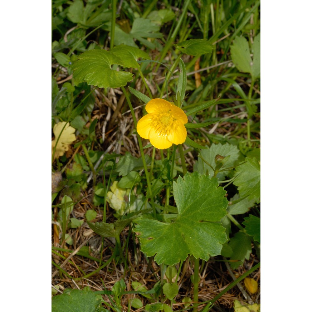 ranunculus bovii dunkel