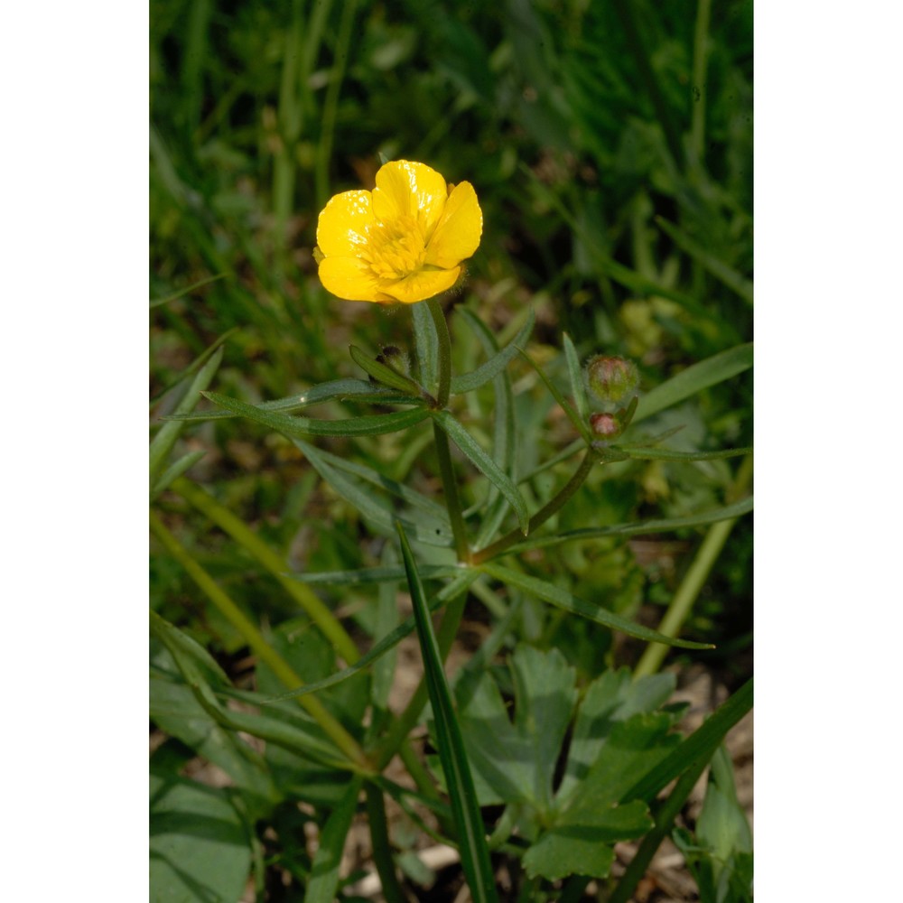 ranunculus bovii dunkel