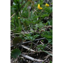 ranunculus braun-blanquetii pignatti