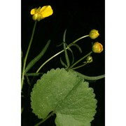 ranunculus braun-blanquetii pignatti