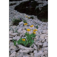 ranunculus brevifolius ten.