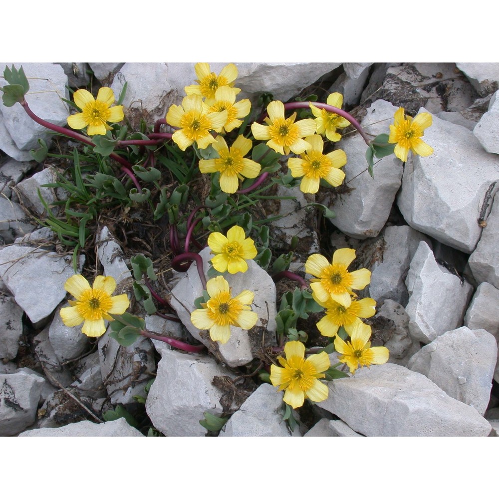 ranunculus brevifolius ten.