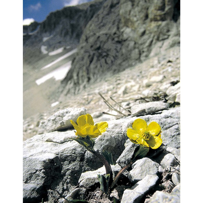 ranunculus brevifolius ten.