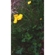 ranunculus breyninus crantz