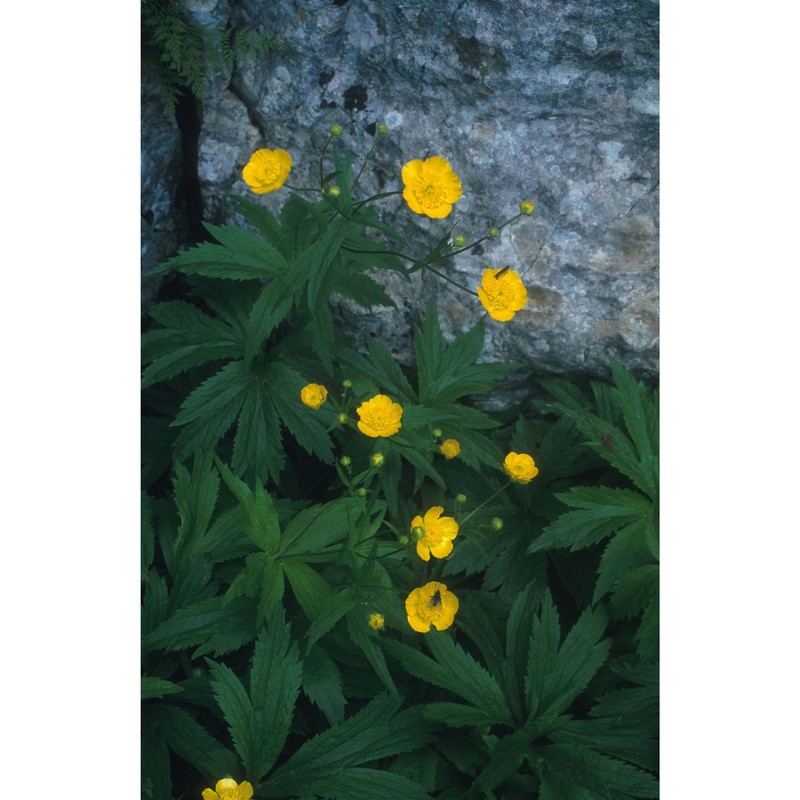 ranunculus brutius ten.