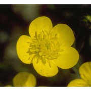 ranunculus bulbosus l.