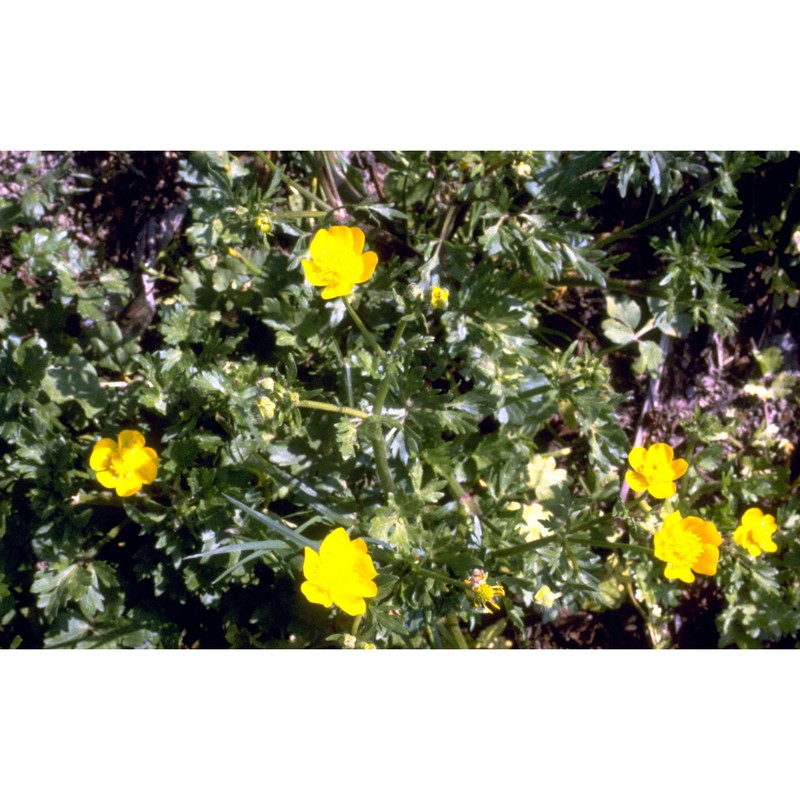 ranunculus bulbosus l.