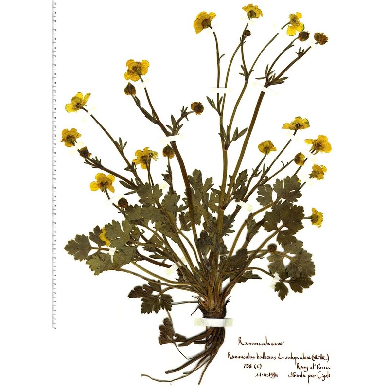 ranunculus bulbosus l.