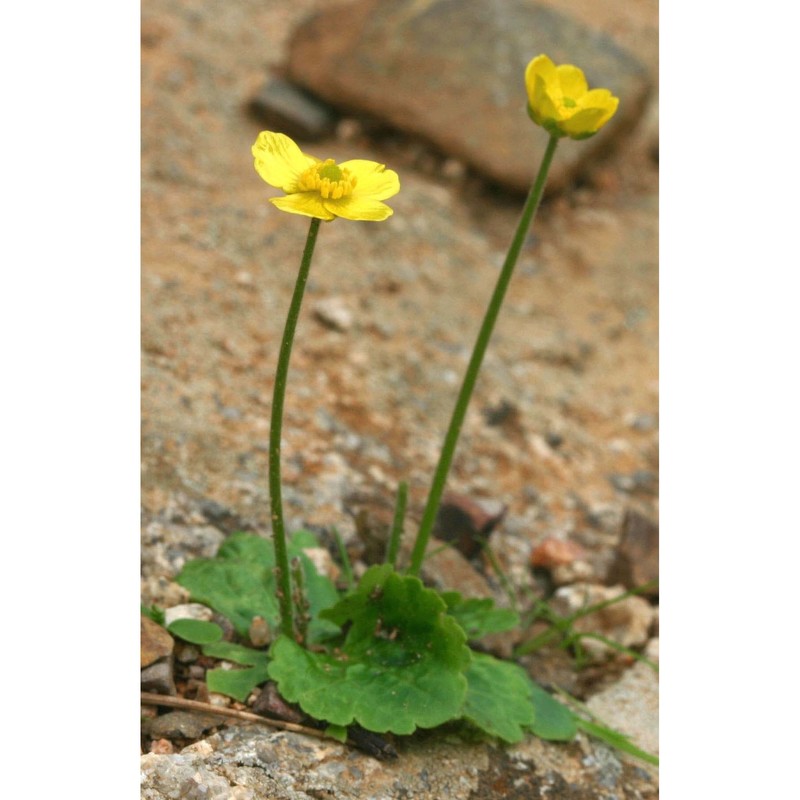 ranunculus bullatus l.