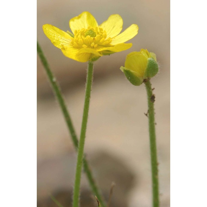 ranunculus bullatus l.