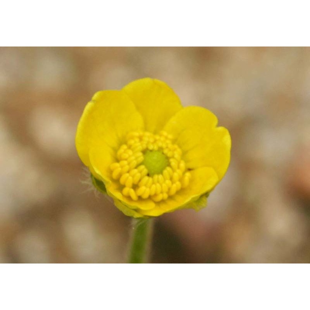 ranunculus bullatus l.