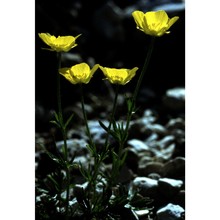 ranunculus carinthiacus hoppe