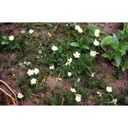 ranunculus circinatus sibth.