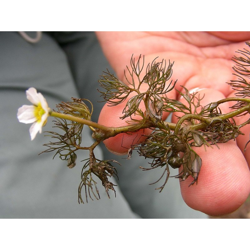 ranunculus circinatus sibth.